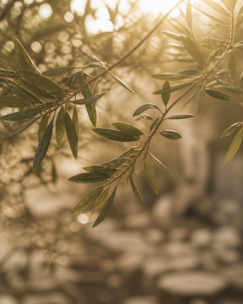 Sunlight filtering through olive leaves on a slender branch